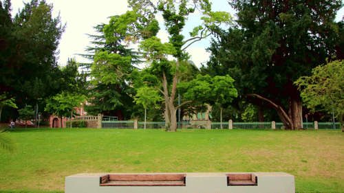 A bench in the middle of a park facing the green trees and lush lawn.