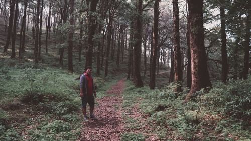 A person on a trekking train surrounded by tall trees and greenery