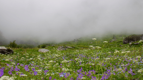 Valley of flowers