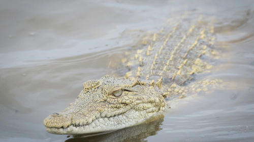 a close up shot of a crocodile swimming in a waterbody looking into the distance
