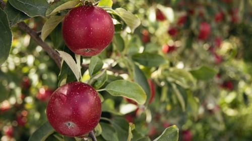 deep red plums hanging on a tree with green leaves