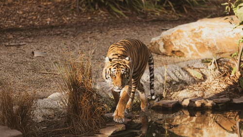 A tiger walking besides a watering hole during dry season.