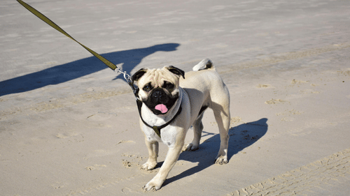 pexels-ronaldo-guiraldelli-2110705-17019924