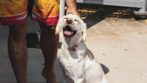 pexels-steshkawillems-1289556