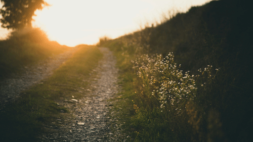 Dirt road leading to a field of wildflowers at sunset. 
