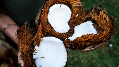 A close up shot of a person showing the inside of a coconut