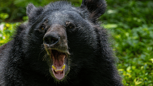 A close-up of a Himalayan Bear with its mouth open, showing its teeth and tongue, set against a foliage background.