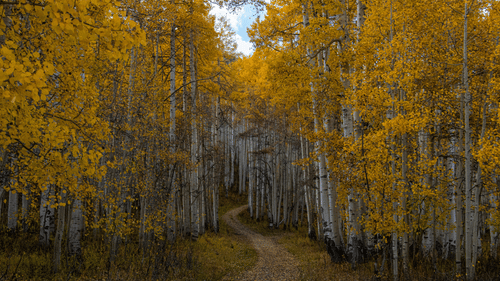 a trail amidst forest with trees lined up on either side and small space to see the sky