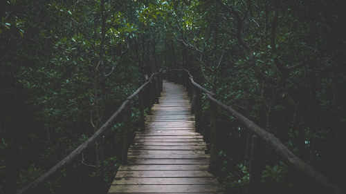 a wooden bridge amongst a cover of trees 