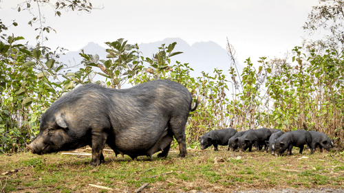 Wild pig mother with her piglets