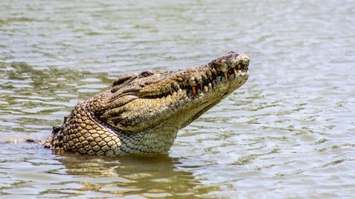 A Crocodile's head emerges from the water