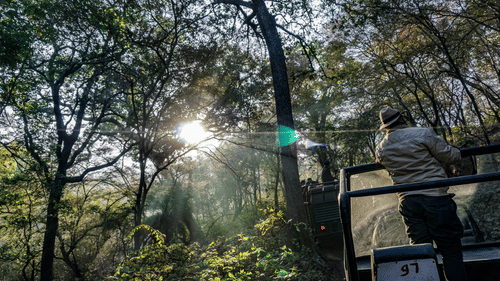 An overview of people inside jeep during a morning safari with dense jungle and sun shining through the branches in view.