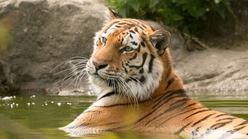 A tiger peacefully sitting in the water.