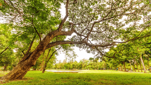 A large leaning tree with sprawling branches shades a green lawn in a park, with a small pond, distant trees, and people walking in the background.