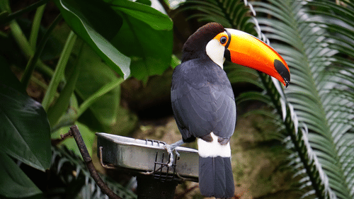 A toco toucan with a large orange beak, a blue eye ring, and black and white plumage, perched on a metal feeder among green tropical leaves and palm fronds.