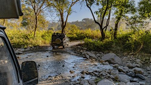 View from inside a safari vehicle, capturing another jeep as it crosses a shallow, rocky stream along a sunlit dirt road winding through a forest.