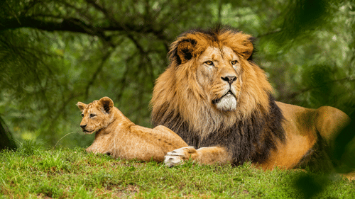 A lion rests on lush grass alongside its cub.