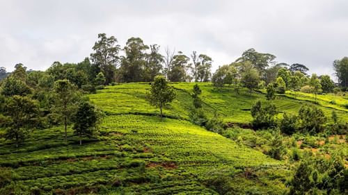 tea plantations on a hill during daytime with views of the sky above