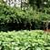 Organic-Garden-1