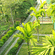 Palm Era Cottages, Coorg Coorg Exterior Palm Era Cottages Coorg 2