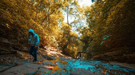 A person walks on a path in a forest with colorful trees and a puddle on the ground.