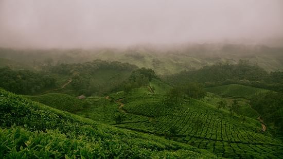 An aerial view of a tea estate with mist covering the background