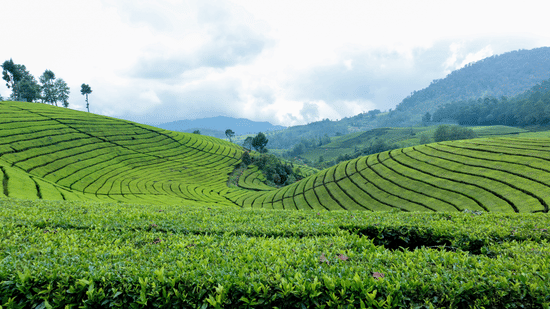 Green hills covered in tea plantations, with a backdrop of mountains under a cloudy sky.