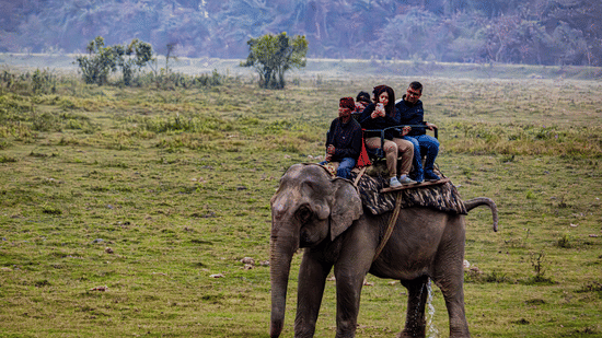 A group of people sitting on a wooden saddle atop a large elephant walking across a wide, grassy field surrounded by trees.
