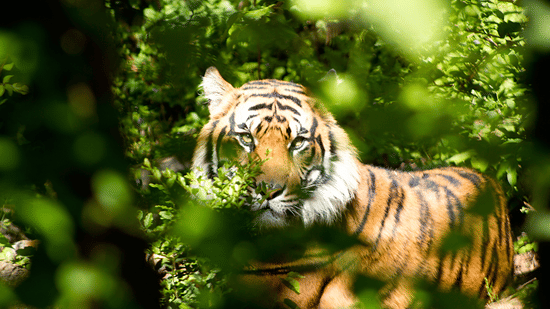 A close up of a tiger sitting down on a rock and looking at the camera with dense vegetation during a tiger safari in Thekkady. 