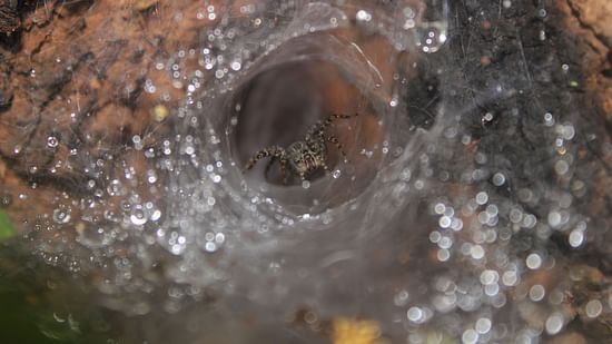 Close up view of spider web