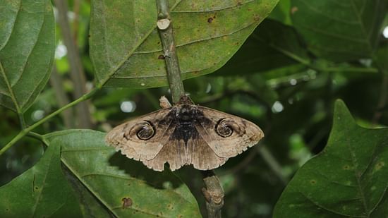 an image of a moth sitting on green leaves 