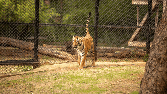 Tiger walking inside an enclosure at Alipore Zoo surrounded by greenery.