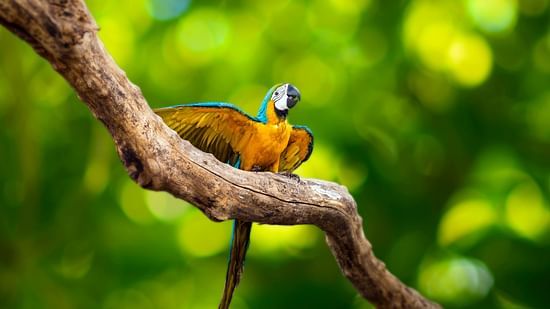 bird park esselworld,  a picture of blue and yellow macaw