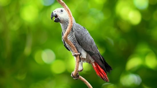 bird park esselworld, african grey parrot