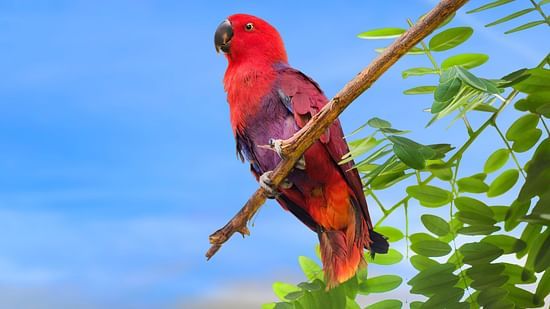 bird park esselworld picture of chattering lory