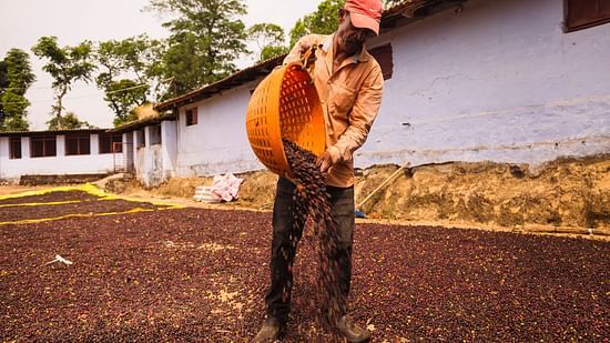 A staff curing coffee beans on the ground at Capitol Village Resort, Madikeri