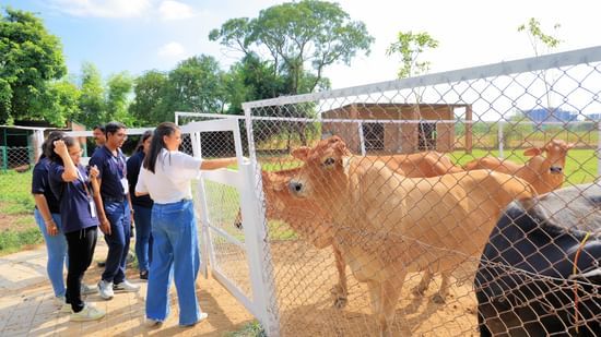 Visitors walking past cows in an enclosed farm area at Karma Lakelands, the most sought-after Dog Friendly Resorts near Delhi.