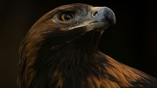 A close up shot of a Golden Eagle 