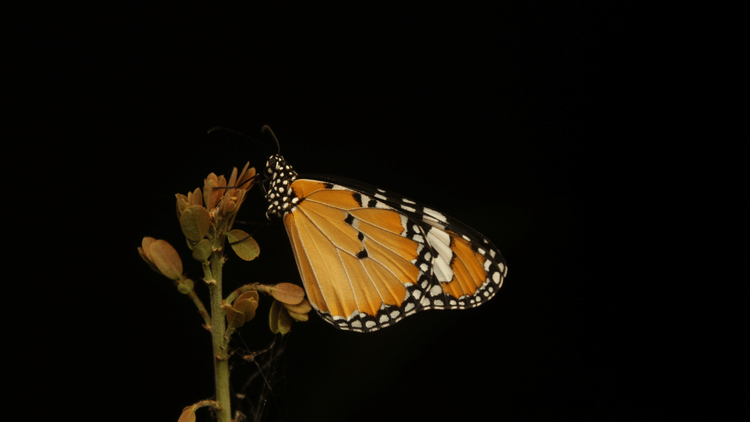 A Closeup of Plain Tiger Butterfly