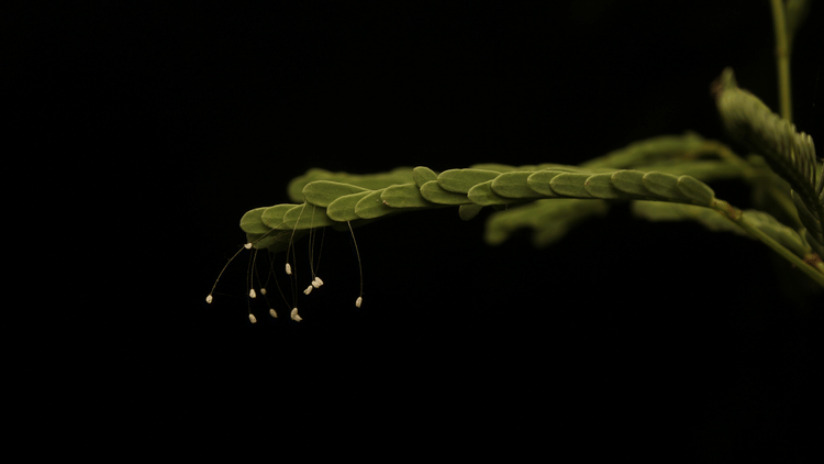 Upfront view of a Fern