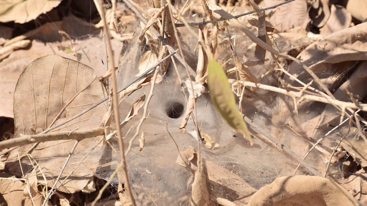 Webbing of a funnel web spider amongst leaf litter