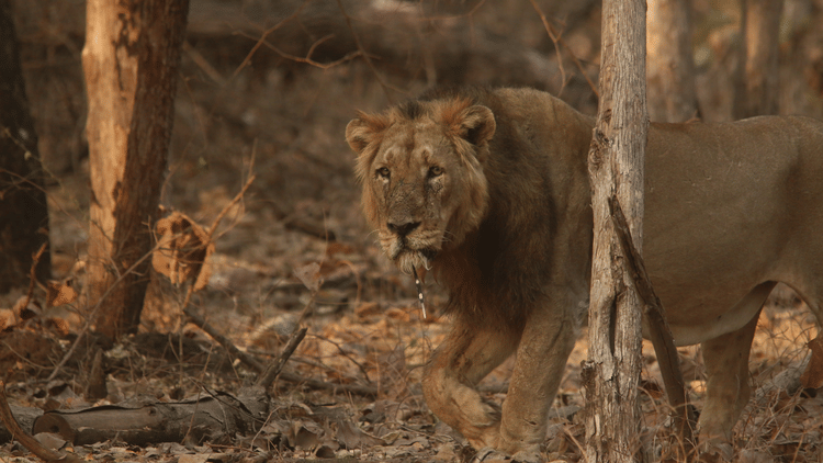 Kamleshwar Dam Male with a porcupine quill