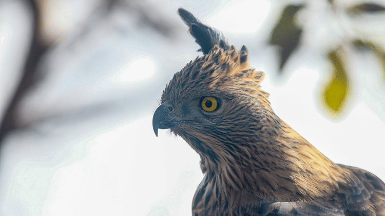 This Month in Wildlife Sightings Feb2022, Aramness 