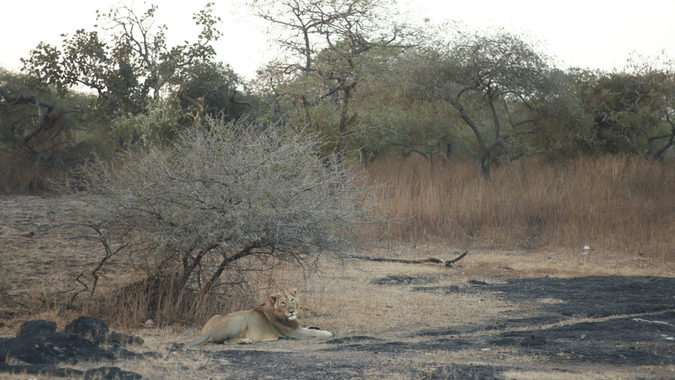 This Month in Wildlife Sightings Feb2022, Aramness 15