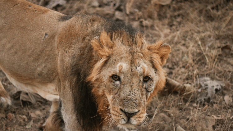 This Month in Wildlife Sightings Feb2022, Aramness 17