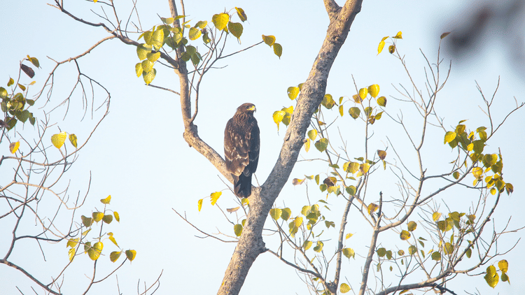 This Month in Wildlife Sightings Feb2022, Aramness 5