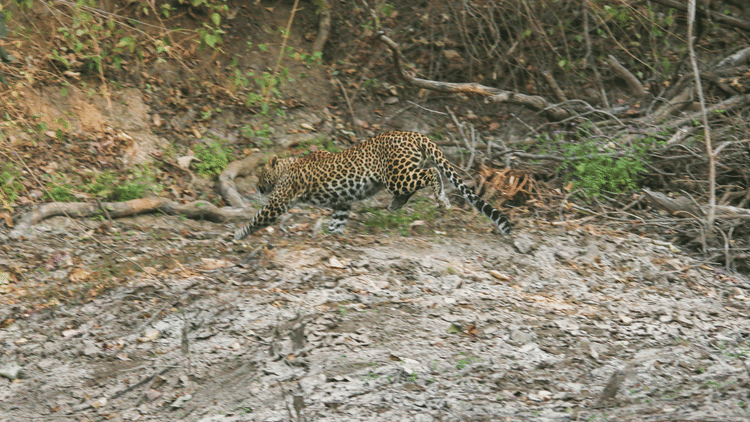 This Month in Wildlife Sightings Feb2022, Aramness 7