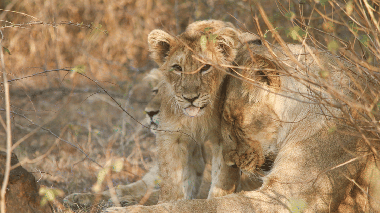 This Month in Wildlife Sightings Feb2022, Aramness 9