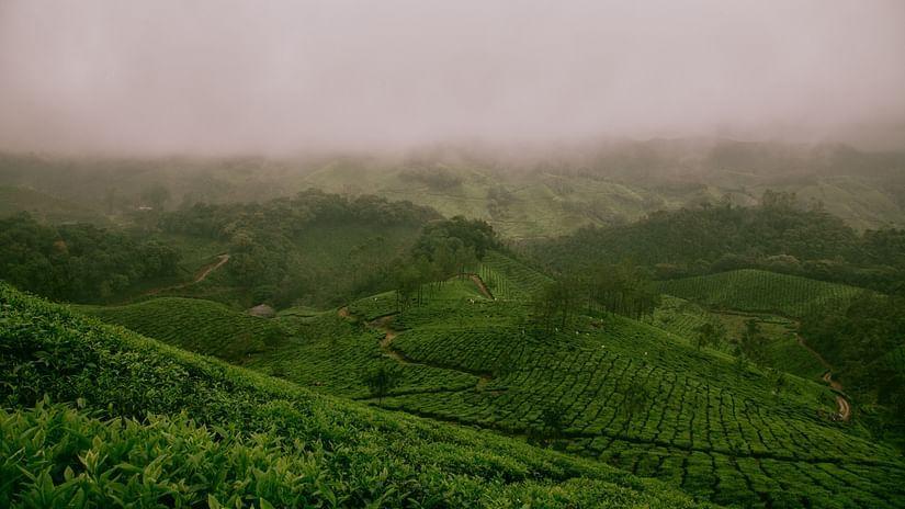 An aerial view of a tea estate with mist covering the background