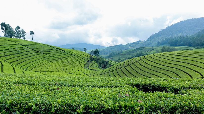 Green hills covered in tea plantations, with a backdrop of mountains under a cloudy sky.